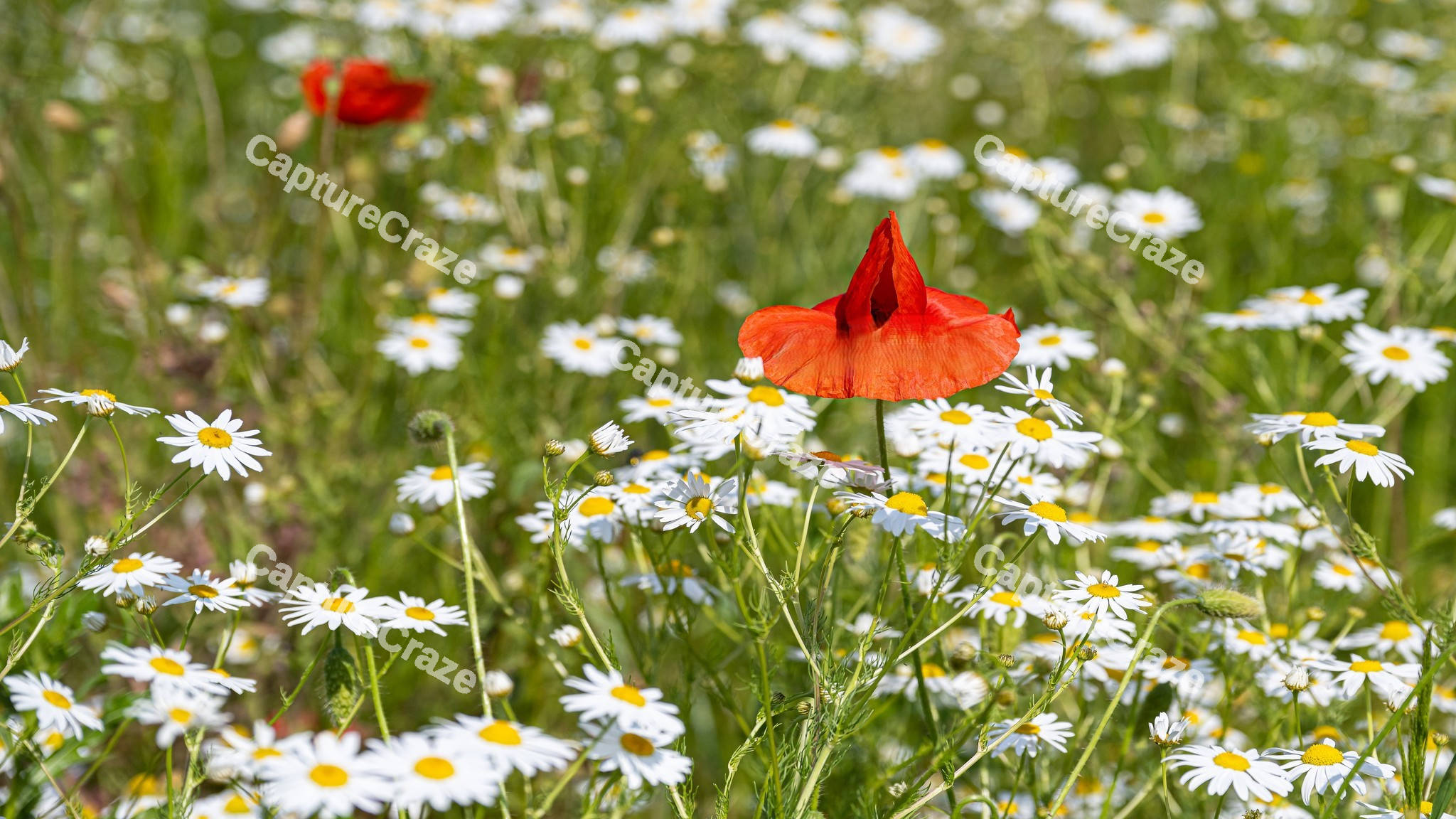 Red poppy Chamomile flowers